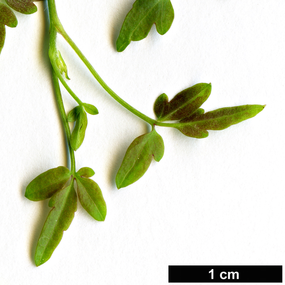 High resolution image: Family: Ranunculaceae - Genus: Clematis - Taxon: cirrhosa High resolution image: Family: Ranunculaceae - Genus: Clematis - Taxon: cirrhosa